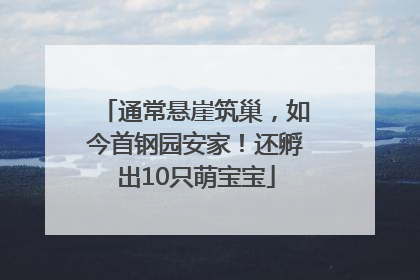 通常悬崖筑巢，如今首钢园安家！还孵出10只萌宝宝