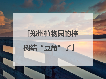 郑州植物园的梓树结“豆角”了