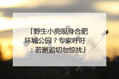 野生小麂现身合肥环城公园？专家呼吁：若邂逅切勿惊扰