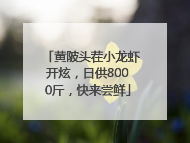 黄陂头茬小龙虾开炫，日供8000斤，快来尝鲜